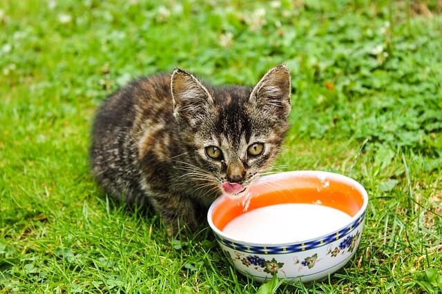 Can Cats Eat Milk