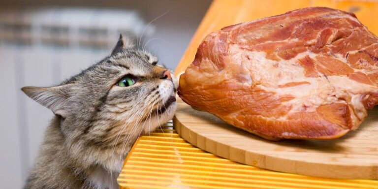 Can Cats Eat Pork Meat? Risks, Benefits & Guidelines