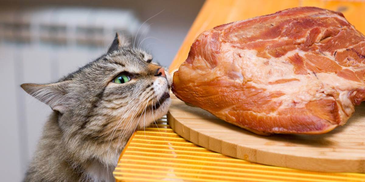 Can Cats Eat Pork Meat