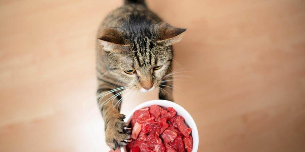 Can Cats Eat Raw Steak Risks Benefits Animal Gator