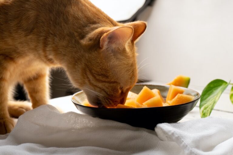 Can Cats Eat Rockmelon? Risks and Benefits Explained