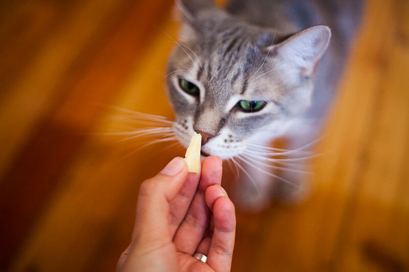 Can Cats Eat String Cheese