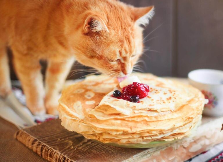 Can Cats Eat Tortillas? Risks, Benefits & Expert Advice