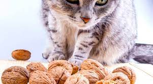 Can cats eat Walnuts
