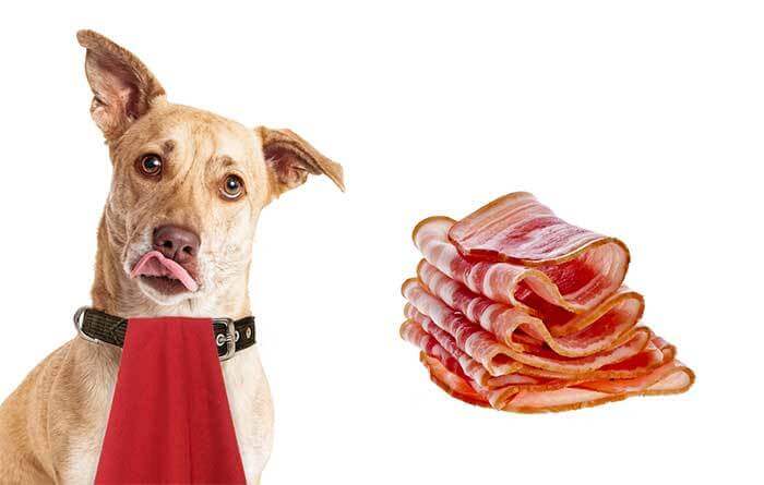 Can Dogs Eat Bacon Grease? Risks and Recommendations