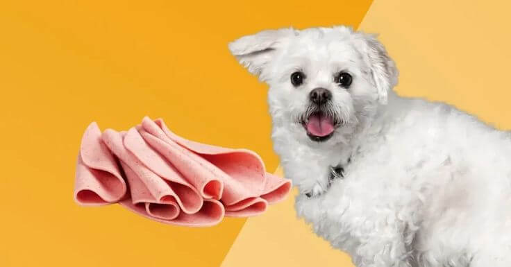 Can Dogs Eat Baloney