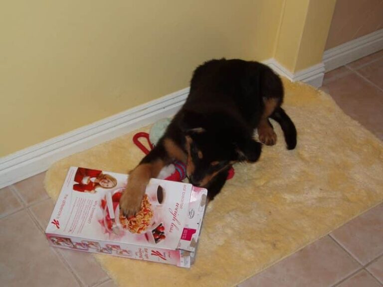 Can Dogs Eat Cardboard? Risks, Precautions, and Alternatives