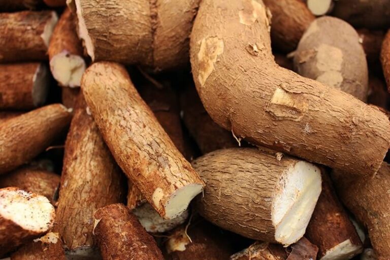 Can Dogs Eat Cassava? Safety, Preparation, and Risks Explained