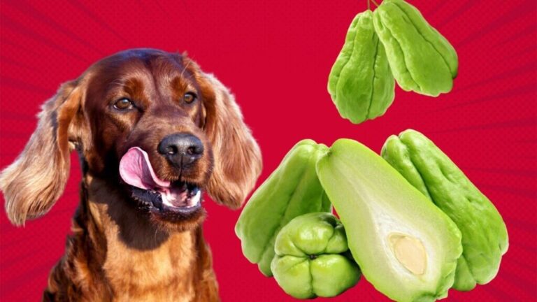Can Dogs Eat Chayote? Safety, Benefits, and Precautions