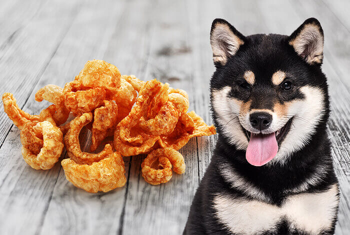 Can Dogs Eat Chicharon? Risks, Safety, and Alternatives Explained