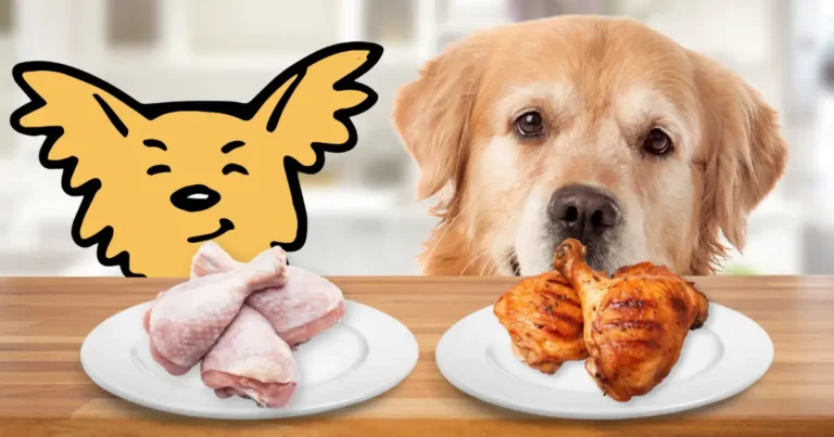 Can Dogs Eat Chicken Wings? Safety, Risks & Recommendations