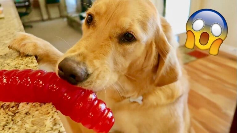 Can Dogs Eat Gummy Worms? Can Dogs Eat Gummy Candy?