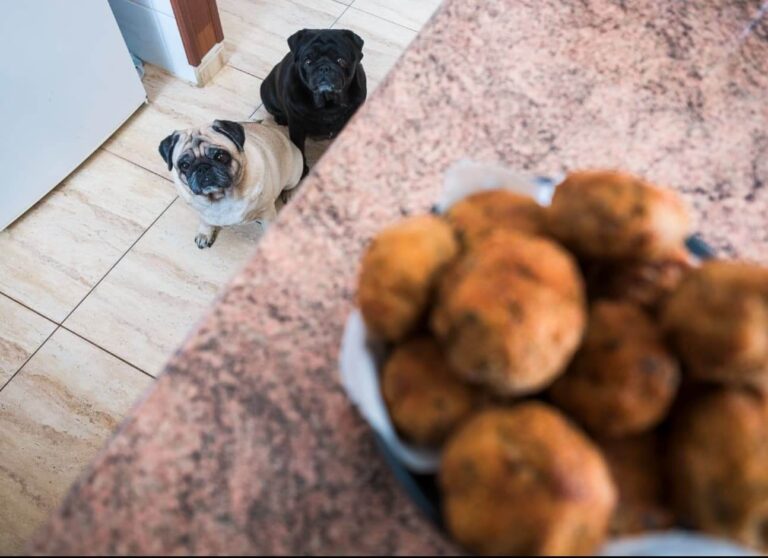 Can Dogs Eat Meatballs? Safety, Risks & Alternatives