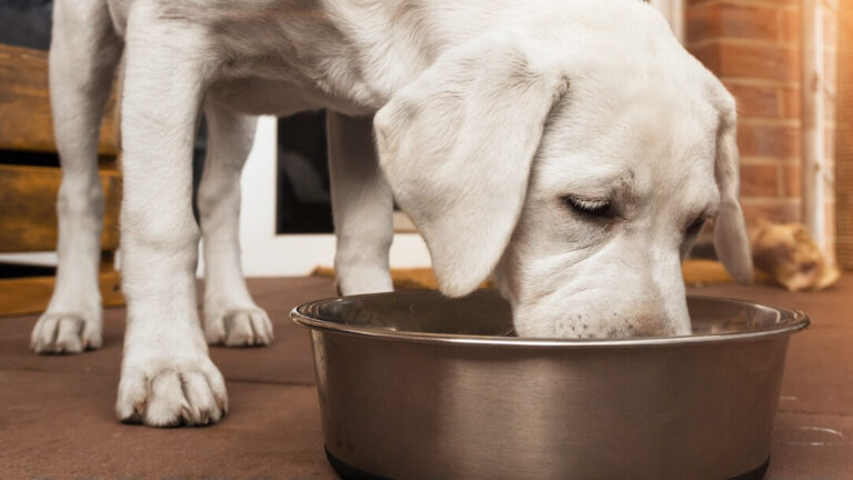 Can Dogs Eat Mushroom Soup? Safety Tips & Alternatives