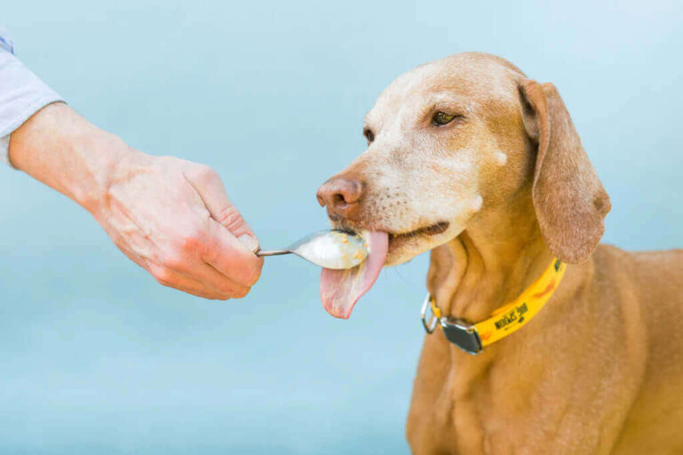 Can Dogs Eat Nutter Butter? Risks, Alternatives & Safety Tips