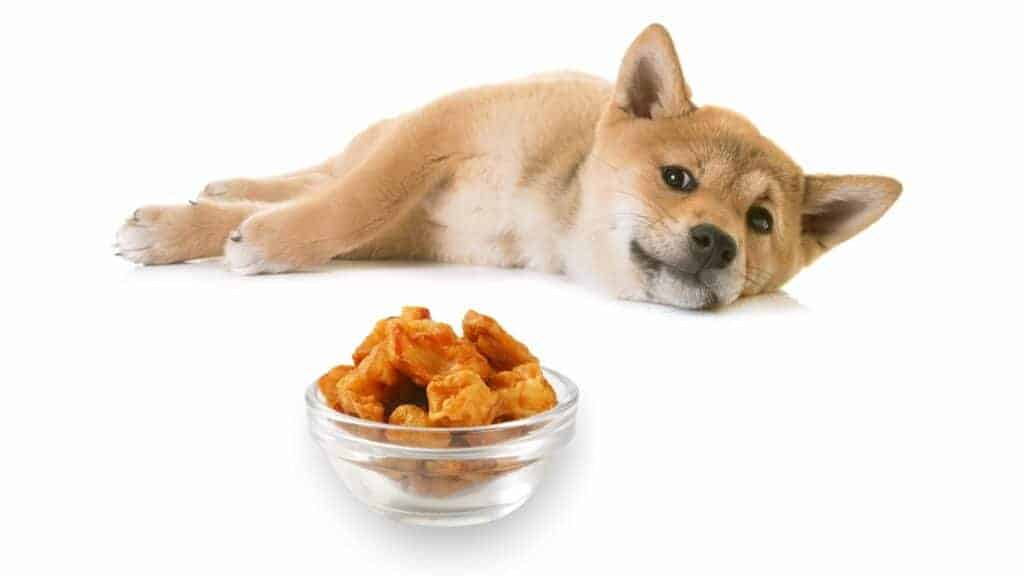 Can Dogs Eat Pork Crackle
