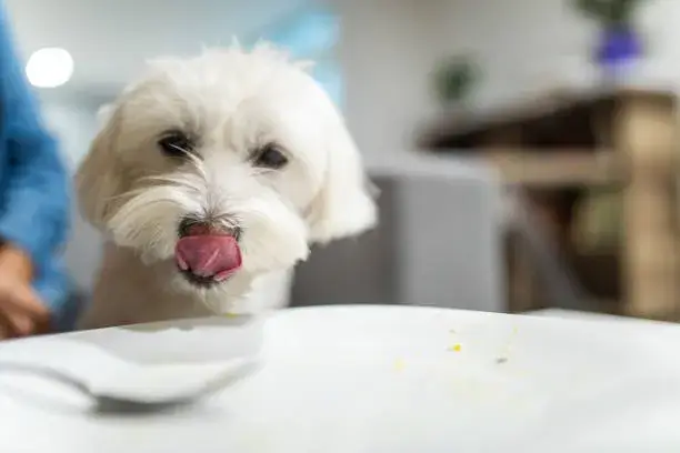 Can Dogs Eat Ricotta Cheese? Is Ricotta Cheese Safe For Dogs?