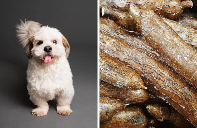 Can Dogs Eat Yuca? Safety, Preparation & Risks