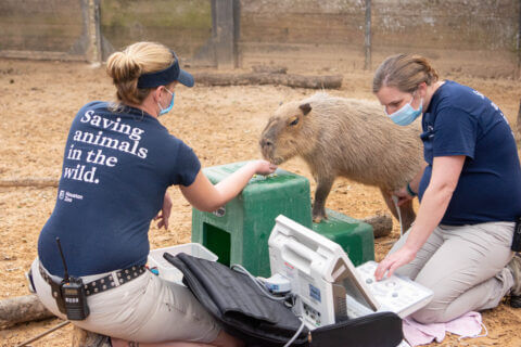 Are Capybaras Friendly
