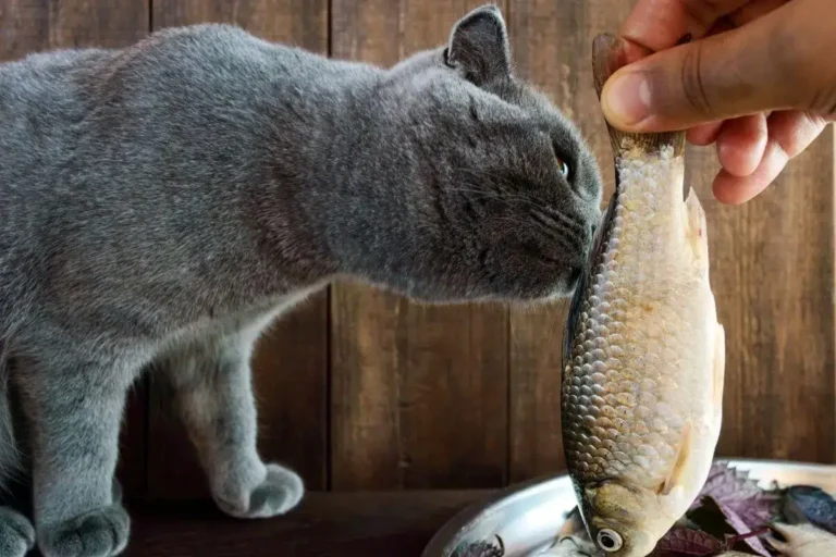 Can Cats Eat Fish? A Comprehensive Guide For Cat Owners