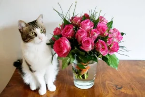 Can Cats Eat Roses