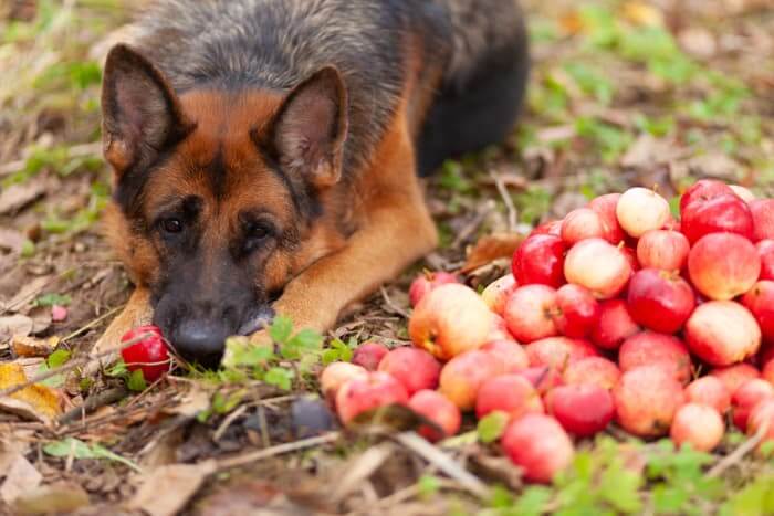 Can Dogs Eat Apples? Discover the Safest Way to Treat Your Pup