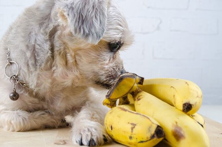 Can Dogs Eat Bananas? A Guide for Dog Owners