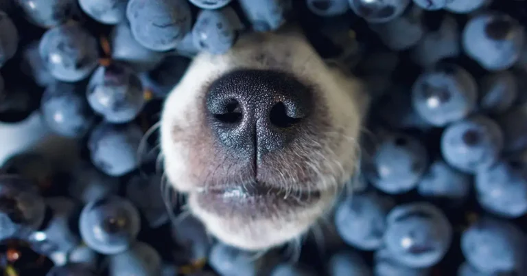 Can Dogs Eat Blueberries? A Nutritional Guide