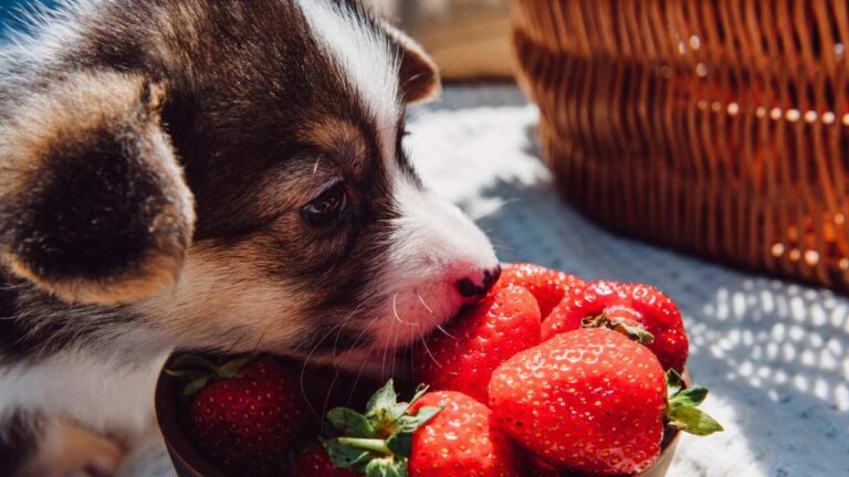 Can Dogs Eat Strawberries? A Guide to Safe and Healthy Treats