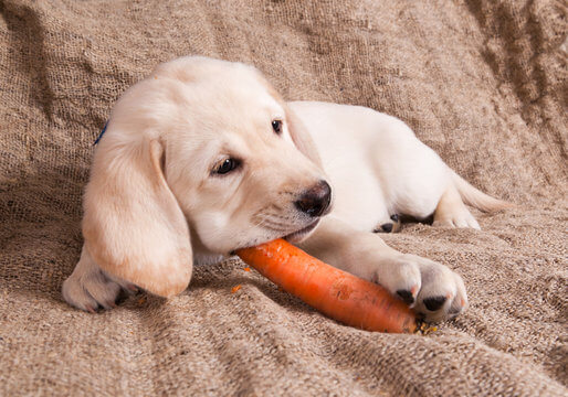Can dogs eat Carrots