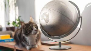 How Many Cats Are There on the Planet