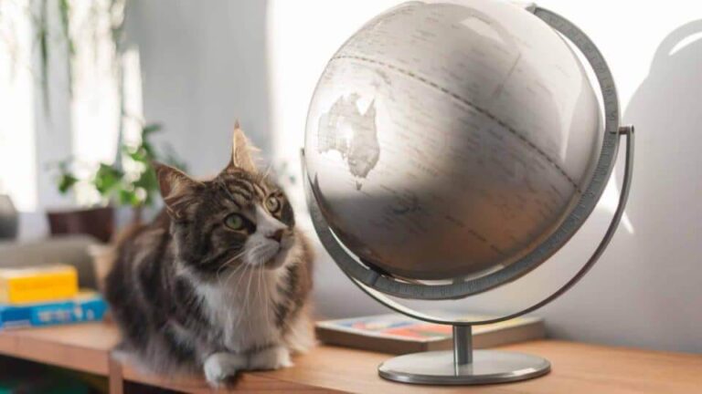 Exploring the Pawsome Population: How Many Cats Roam Our Planet?