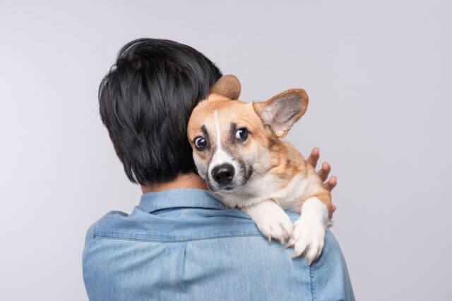 What is the Best over-the-counter Anti-inflammatory for Dogs?