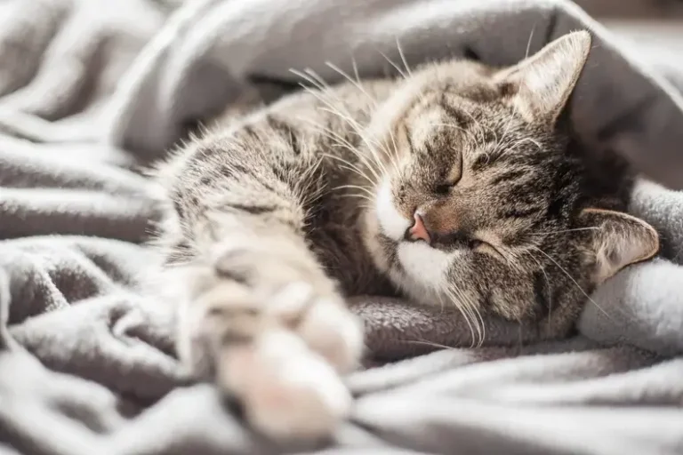 Can Cats Really Catch Colds? Unraveling the Mystery