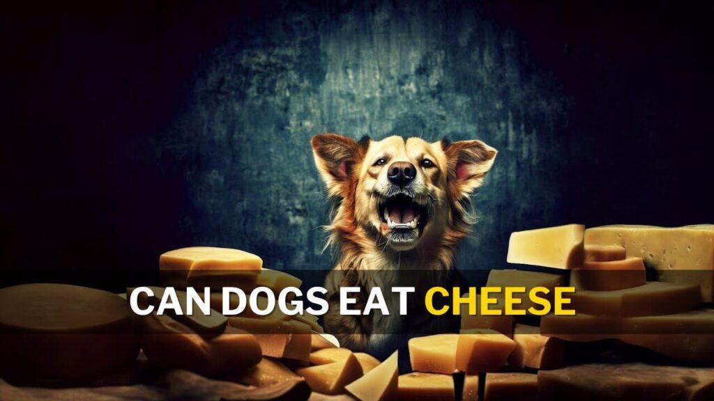 Feeding Cheese Safely to Your Dog