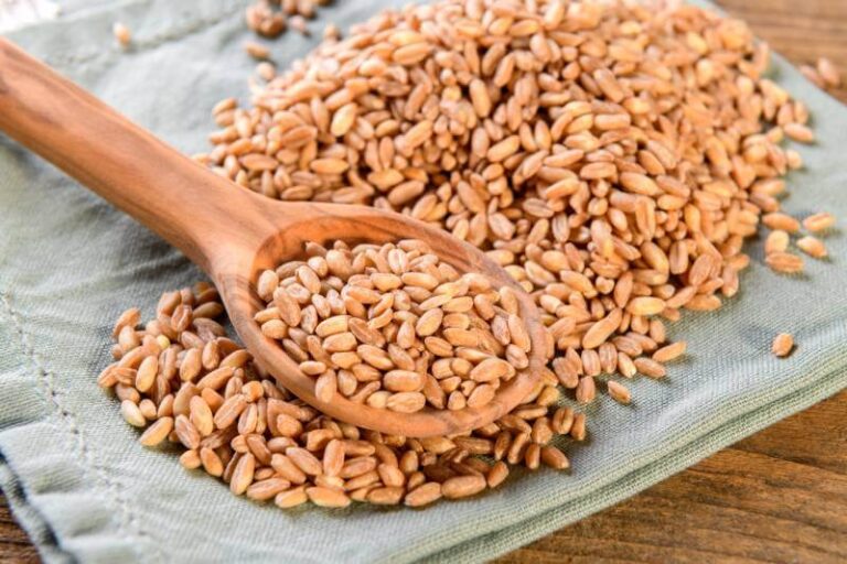 Can Dogs Eat Farro? What You Need To Know