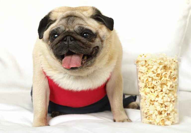Dog-Friendly Popcorn: Safe Snacking Guide