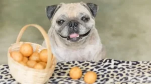 Can Dogs Eat Potatoes