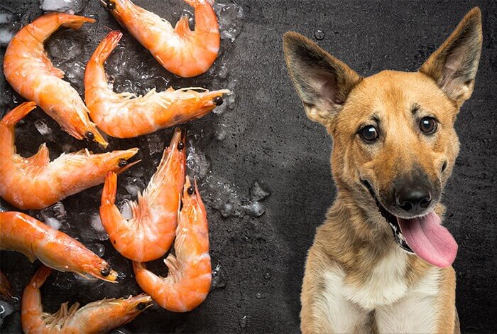 Can Dogs Enjoy Shrimp? A Complete Guide to Safe Feeding