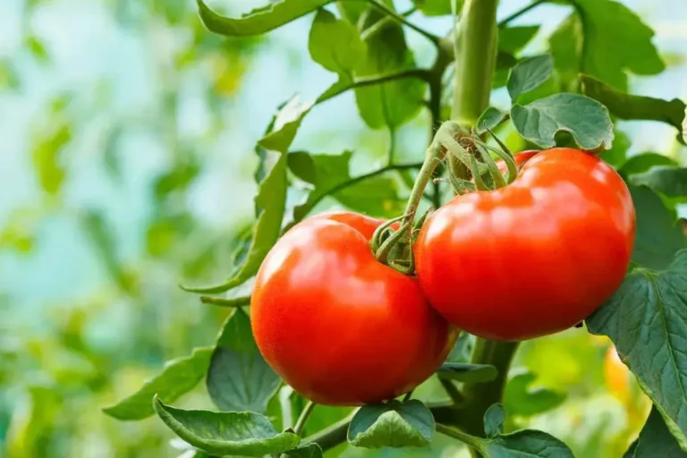 Tomato Talk: Unveiling the Truth About Dogs and Tomatoes