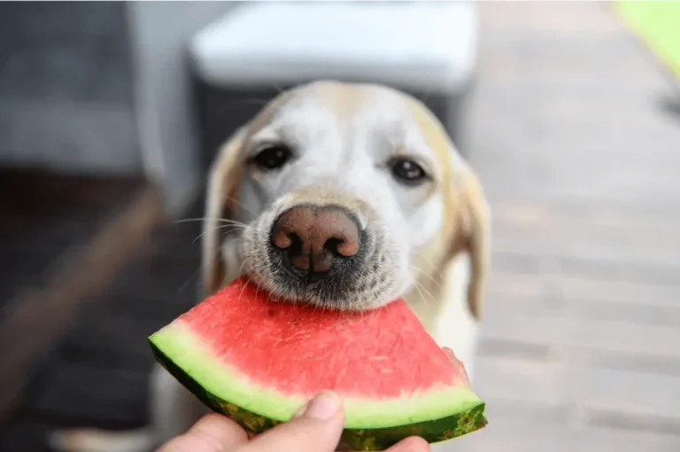 Can Dogs Eat Watermelon? Tips for Safe and Healthy Treats