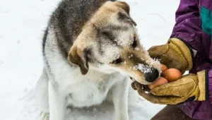 Can Dogs Eat Eggs
