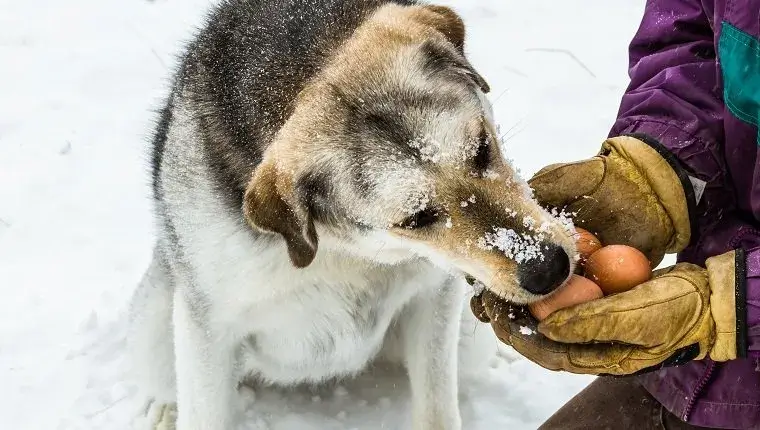 Can Dogs Eat Eggs? Exploring the Benefits and Risks