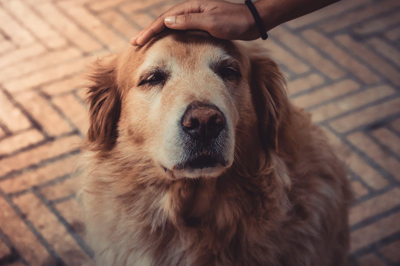 A person petting a dog