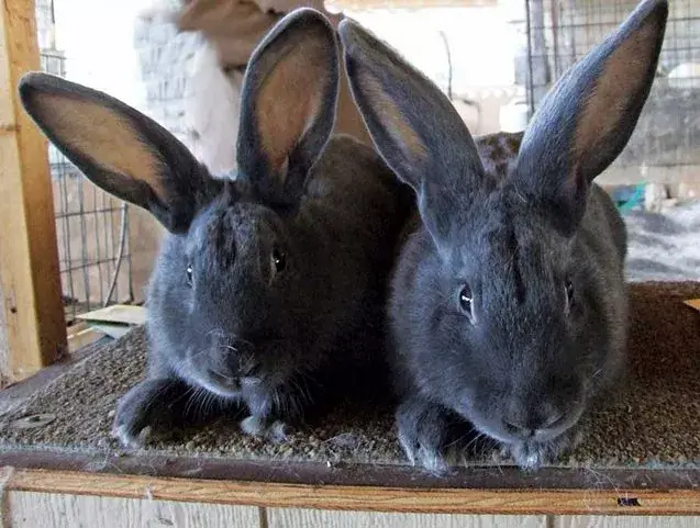 Caring for American Rabbits Breed: Size, Temperament, Health & Diet