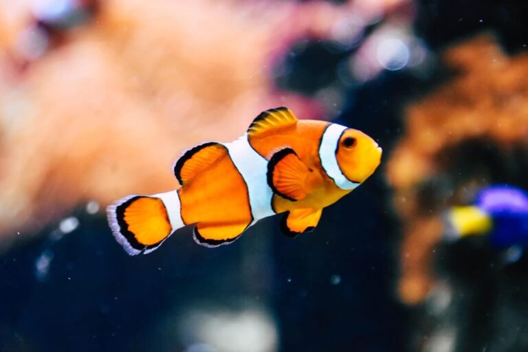 Are Fishes Sociable and Ideal as Pets?