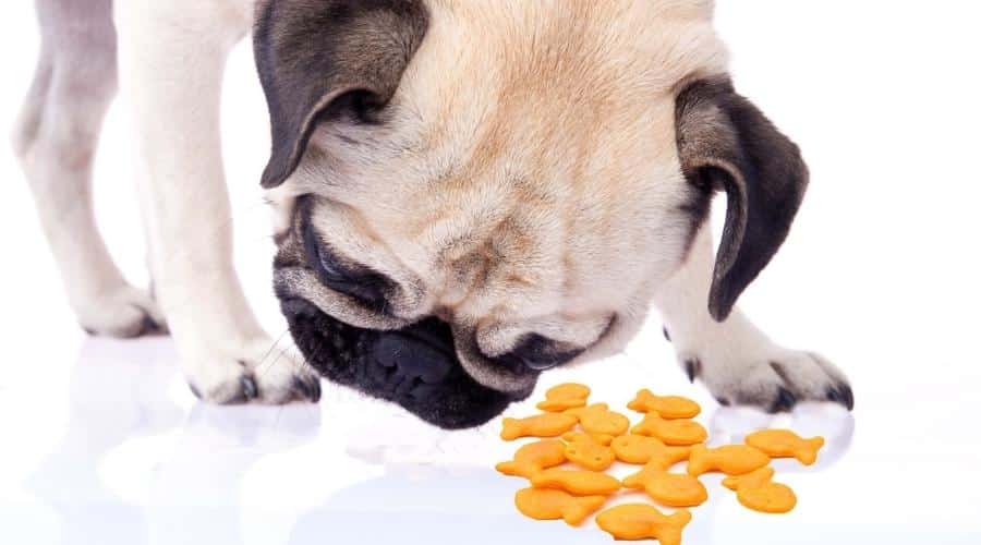 Are Goldfish Crackers Safe for Dogs