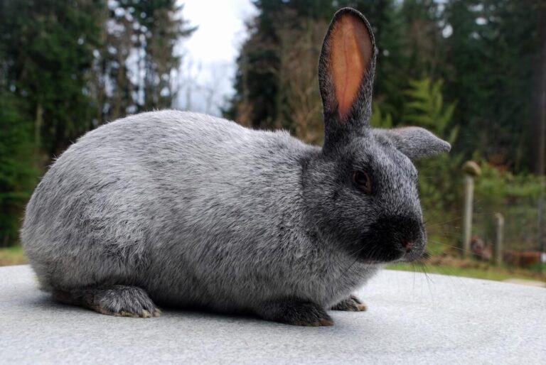 Discovering the Charms of Argenté Rabbit Breed: Care and Characteristics