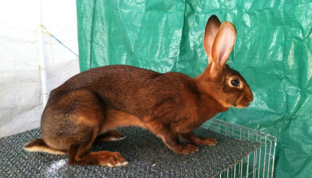 Belgian Hare