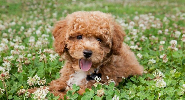 Bichpoo Dog Breed: Care Guide for this Charming Dog Breed